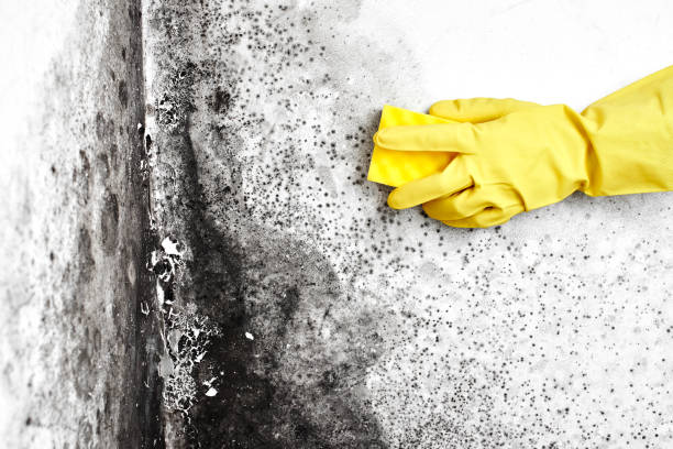 Best Airborne Mold Testing  in Marysville, WA