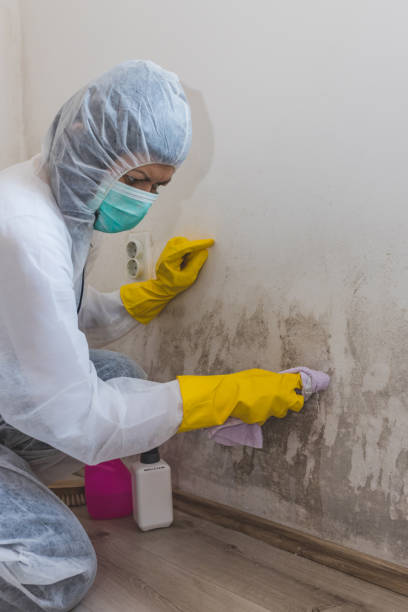Best Mold Remediation for Healthcare Facilities  in Marysville, WA