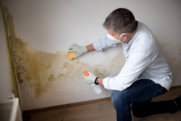 Best Attic Mold Removal  in Marysville, WA
