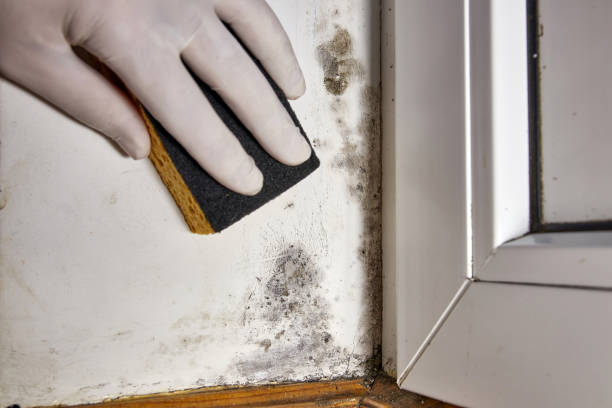 Best Mold Odor Removal Services  in Marysville, WA